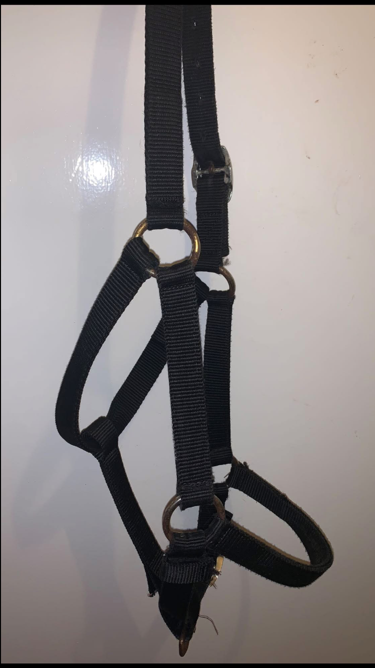 ๐ค Preloved Black Size Full Nylon Headcollar ๐ค