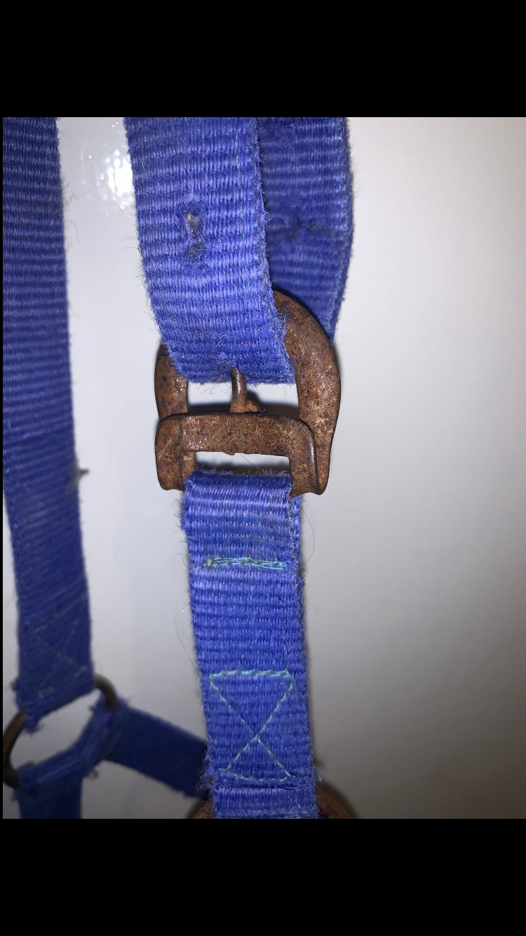 ๐ต Preloved Blue Size Full Nylon Headcollar ๐ต