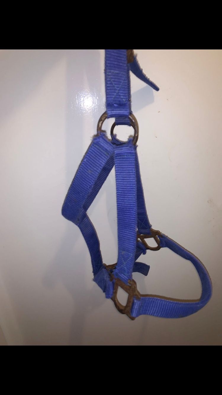 ๐ต Preloved Blue Size Full Nylon Headcollar ๐ต