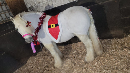 Equine Dreams was quietly employed by Santa 🤫🧑‍🎄🎄