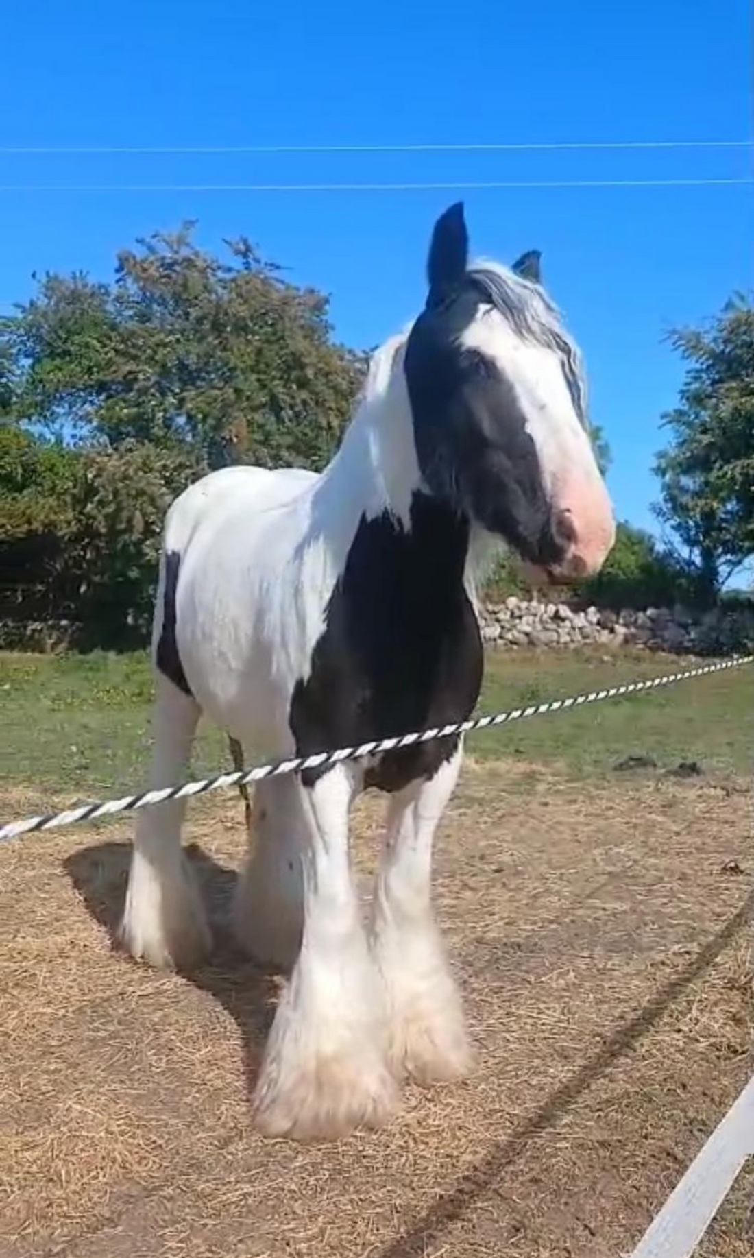 From Field to Fabulous: Ebonie's Frist Grooming Session Reveal