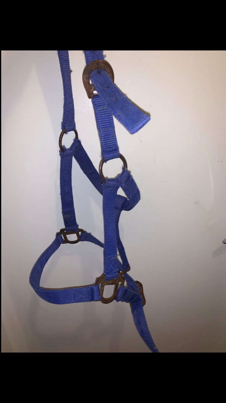 🔵 Preloved Blue Size Full Nylon Headcollar 🔵